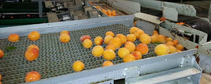 How belt cleaning systems increase food production efficiency